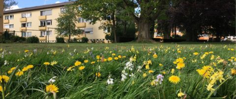 Insektenfreundliche Quartiersentwicklung im Sanierungsmanagement, Quartier Marli, Lübeck