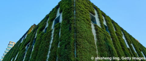 Infoveranstaltung der Hamburger Energielotsen: Lebendige Dächer und grüne Fassaden – Ideen für Ihr zukunftsfähiges Gebäude