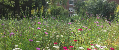 Klimaanpassungskonzepte – Kompass für Kommunen und Kreise