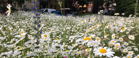 Klimaanpassungskonzept Stadt Pinneberg